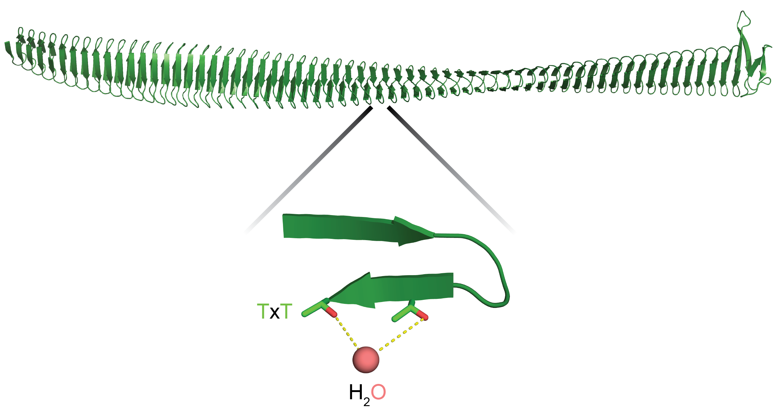 B-solenoid structure of P. syringae INP