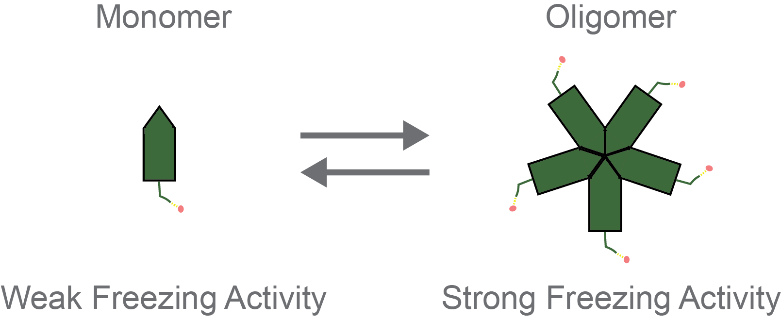 INPs have weak freezing activity as monomers (left) but strong freezing activity as oligomers (right).