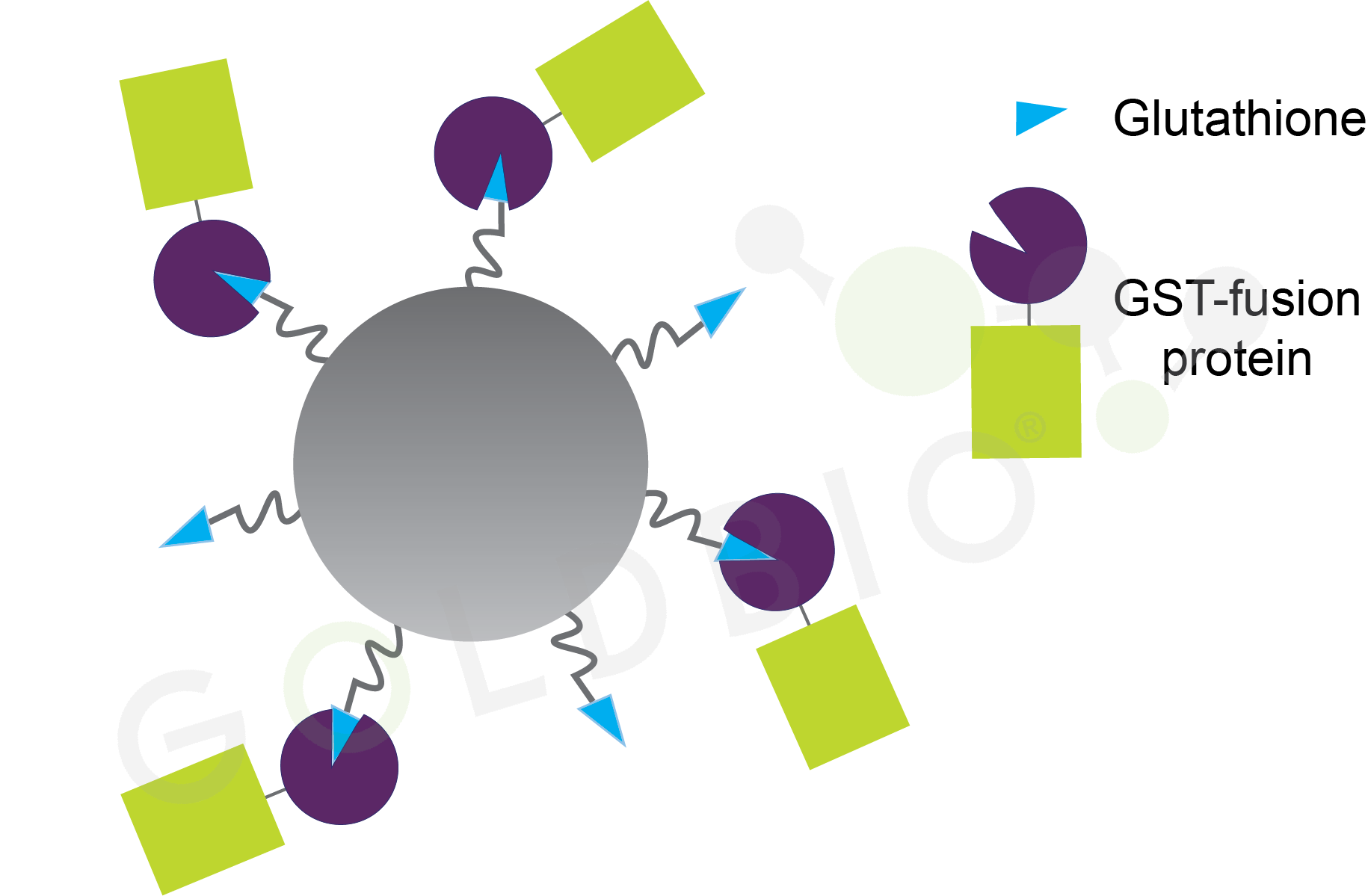 Glutathione agarose beads with GST-fusion proteins bound. 