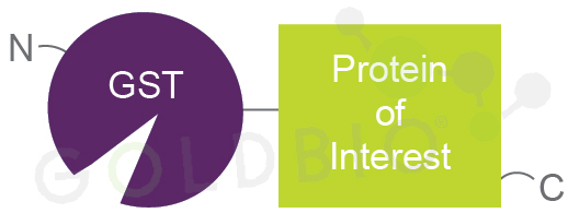 Cartoon schematic of a GST-fusion protein