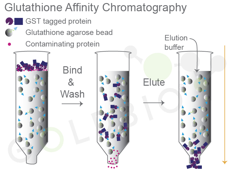 GST tagged fusion proteins bind to glutathione agarose (column 2) and, after washing, are eluted with elution buffer with excess glutathione (column 3).