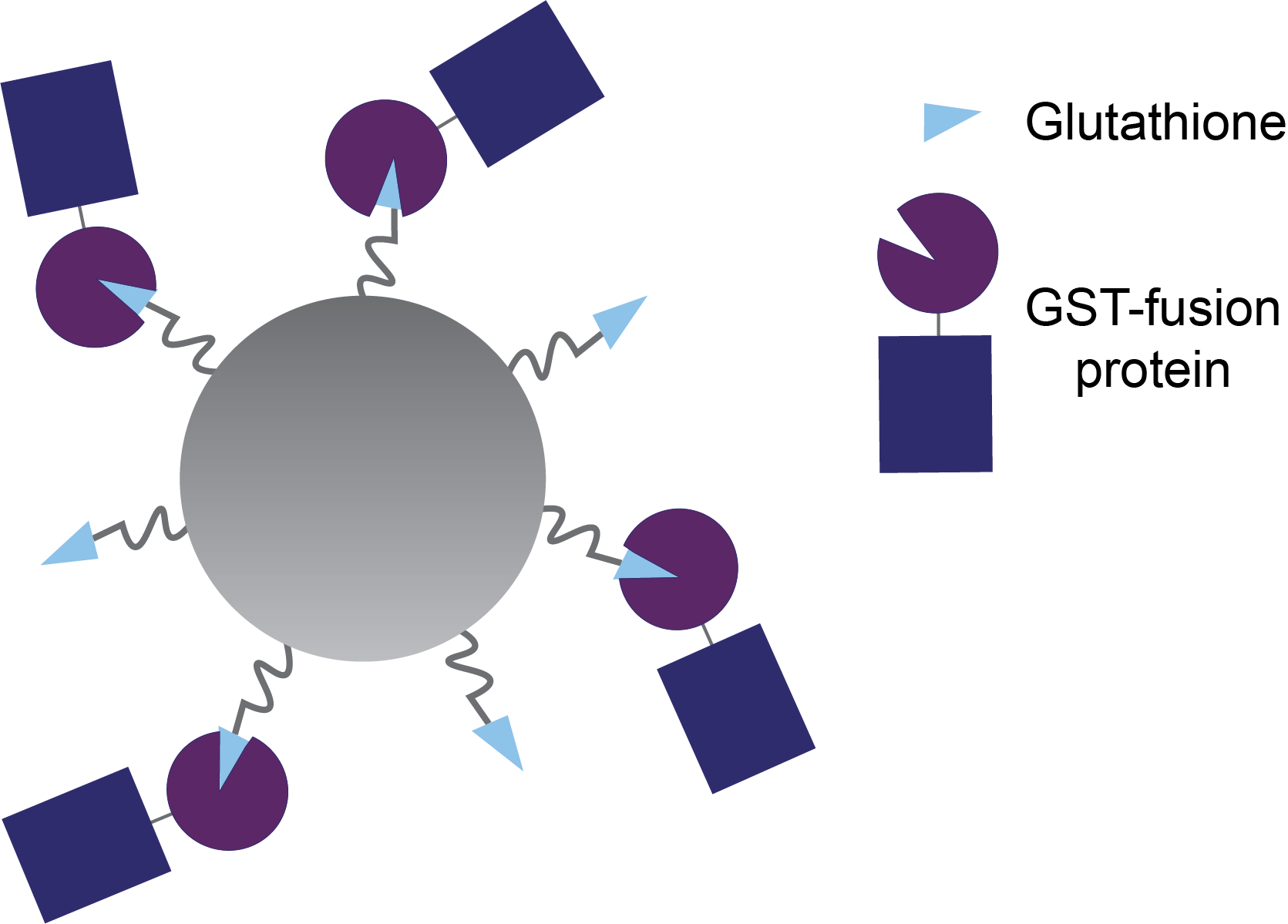Glutathione agarose beads with GST-fusion proteins bound illustration.