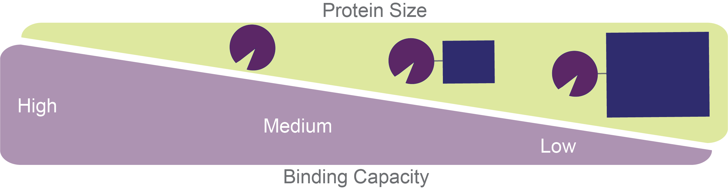 Illustration of the tradeoff between protein size and glutathione agarose bead binding capacity where larger proteins mean lower binding capacity