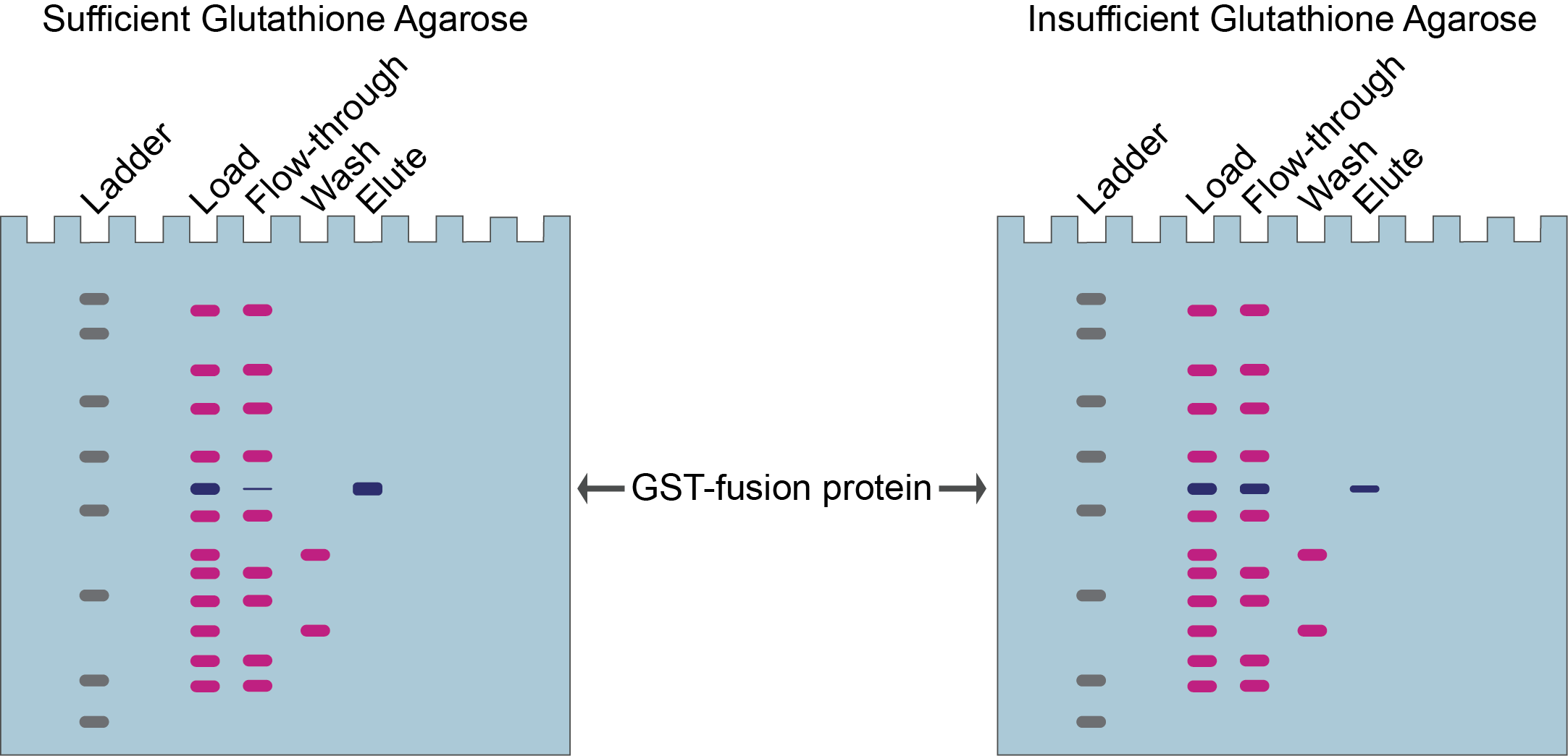 SDS gel illustation of glutathione agarose protein results