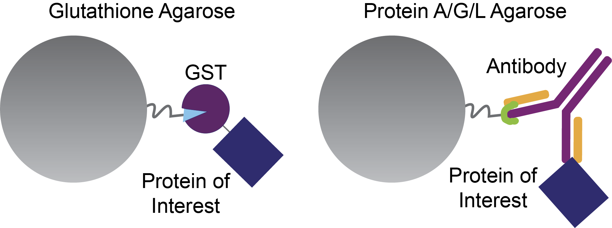 Illustrates a glutathione agarose bead vs. protein a/g/L agarose beads
