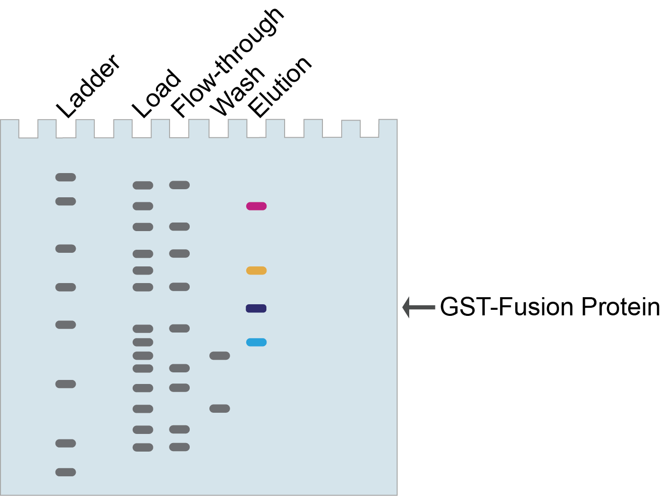 SDS-PAGE showing interacting proteins during GST pull-down assay