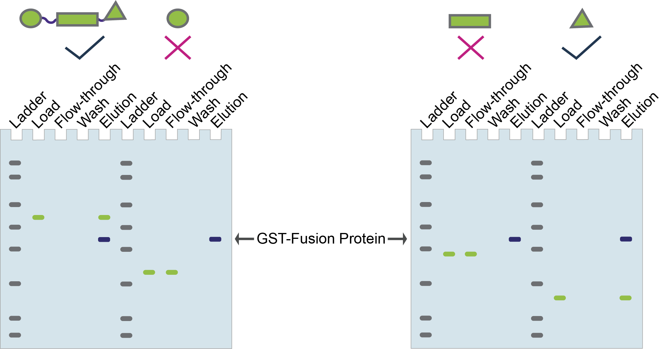 domain mapping via gst pull-downs analyzed in SDS-PAGE