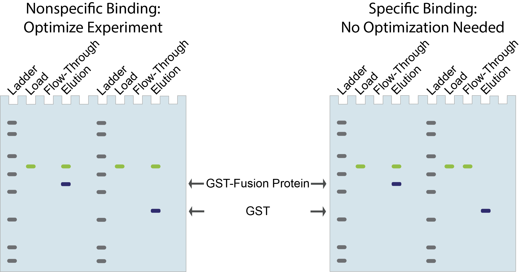 Optimized vs. no optimization needed in GSt pull-downs - SDS-PAGE