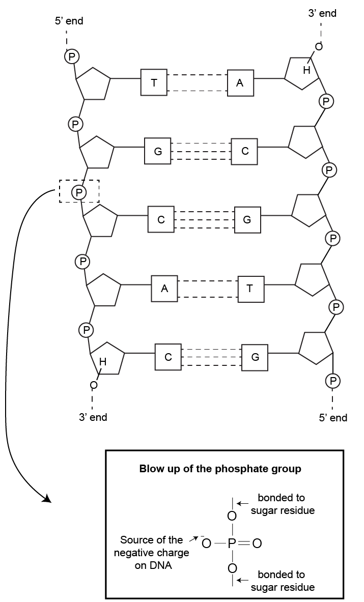 DNA structure highlighting its negative charge.