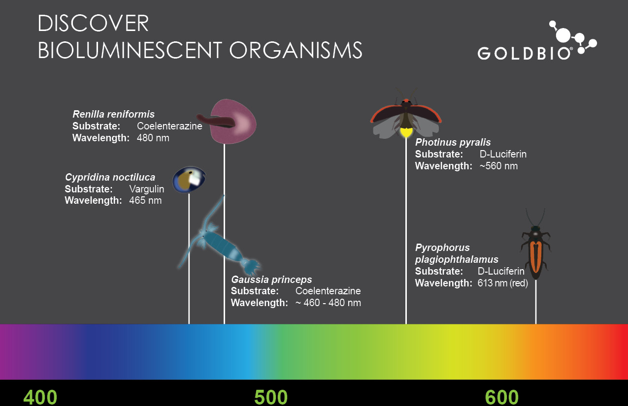 Bioluminescent organisns, their substrates and peak wavelengths