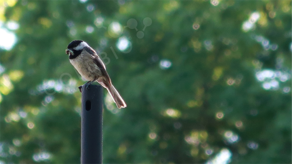 Chickadee