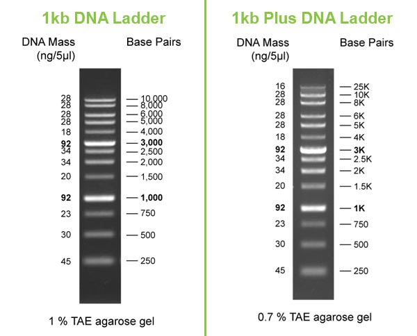 Comparison between GoldBio 1 kb & 1 kb PLUS DNA Ladders - compares the bands of the 1kb DNA ladder and the 1kb PLUS DNA Ladders