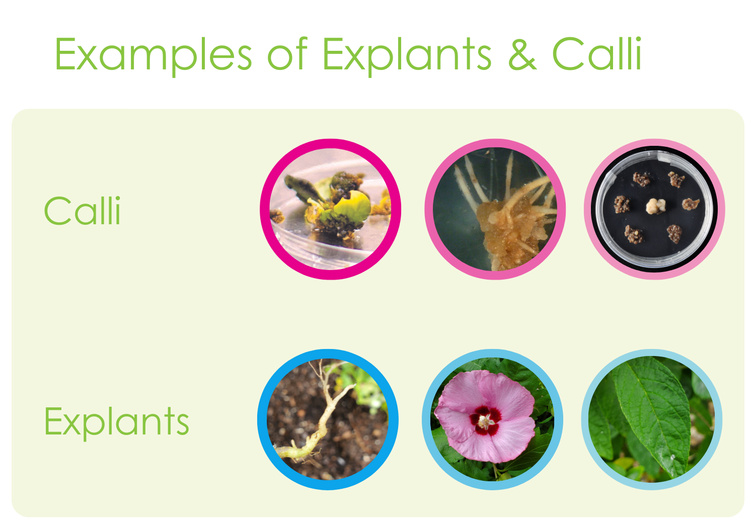 plant tissue culture explant