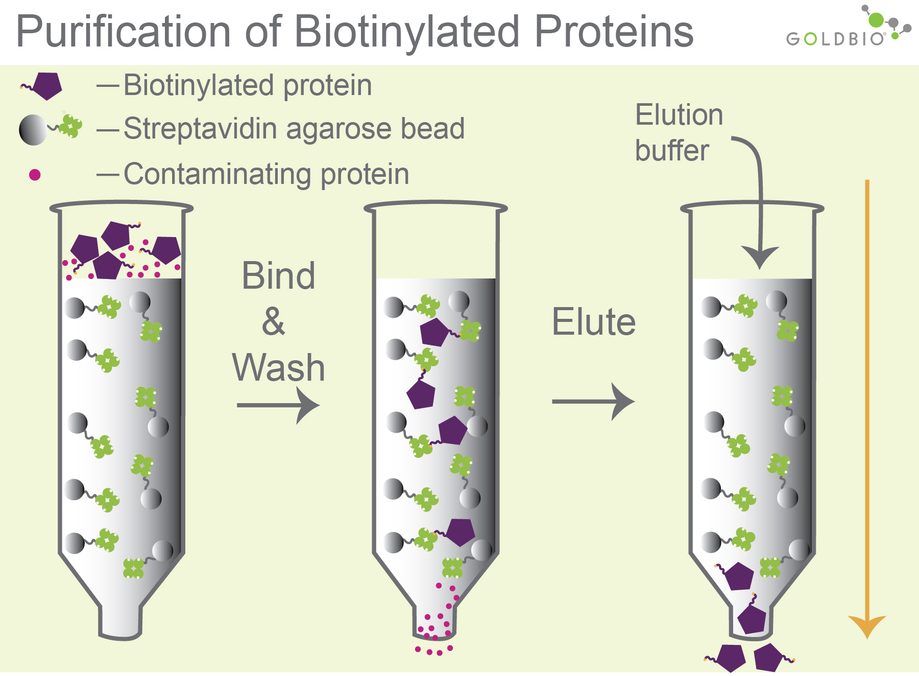 illustration of purifying biotinylated proteins