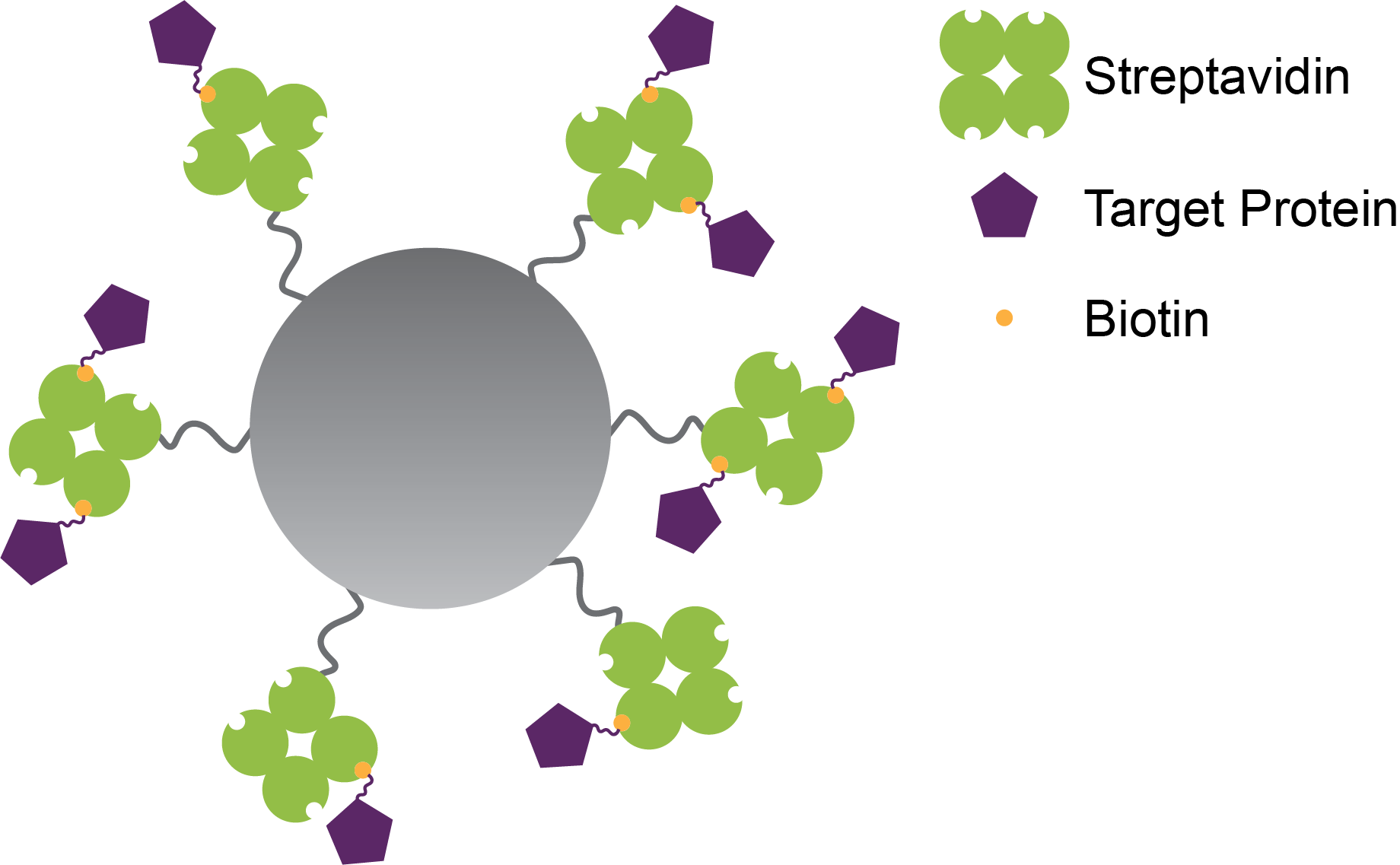 Streptavidin agarose beads with a biotinylated protein bound