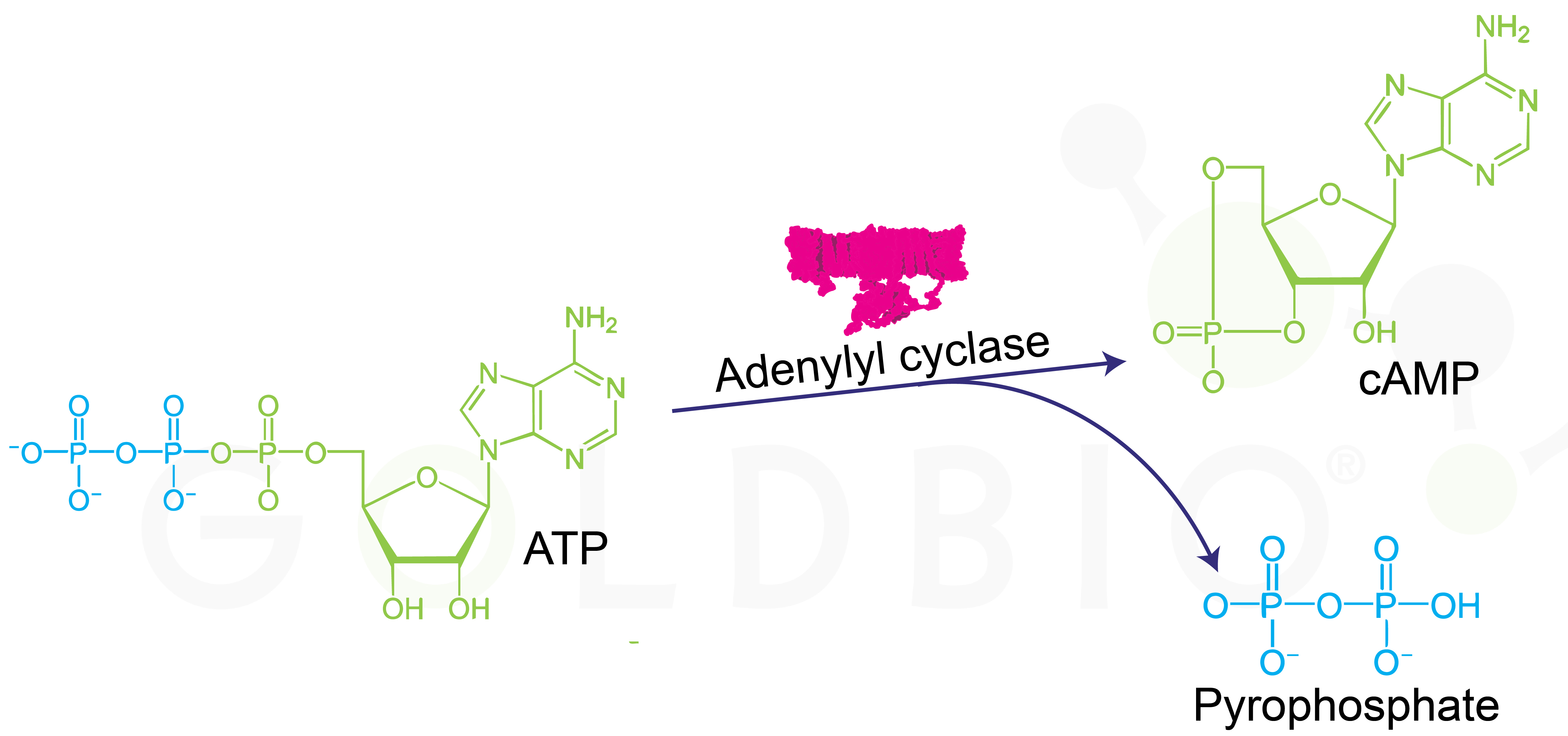 catalyzing atp into cAMP via adenyl cyclase