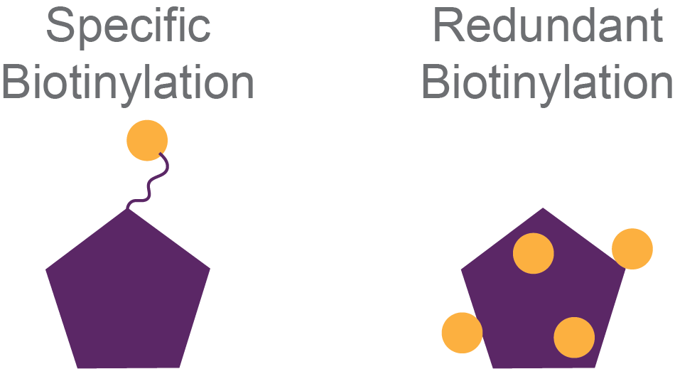 specific vs. redundant biotinylation illustration