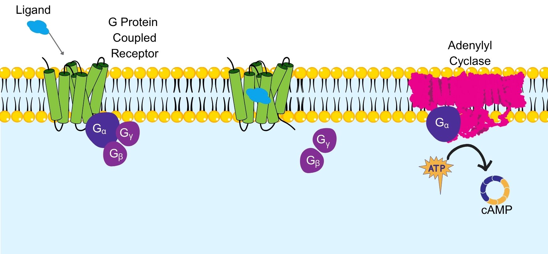 abridged cAMP signaling pathway