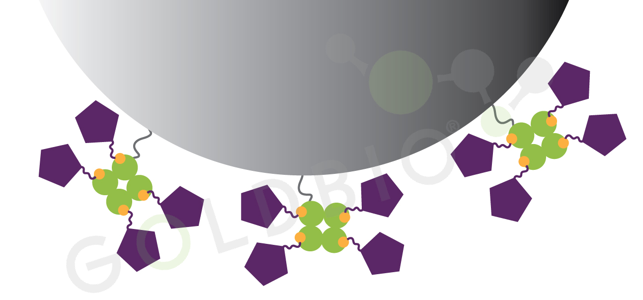 Binding capacity for small molecules for streptavidin beads