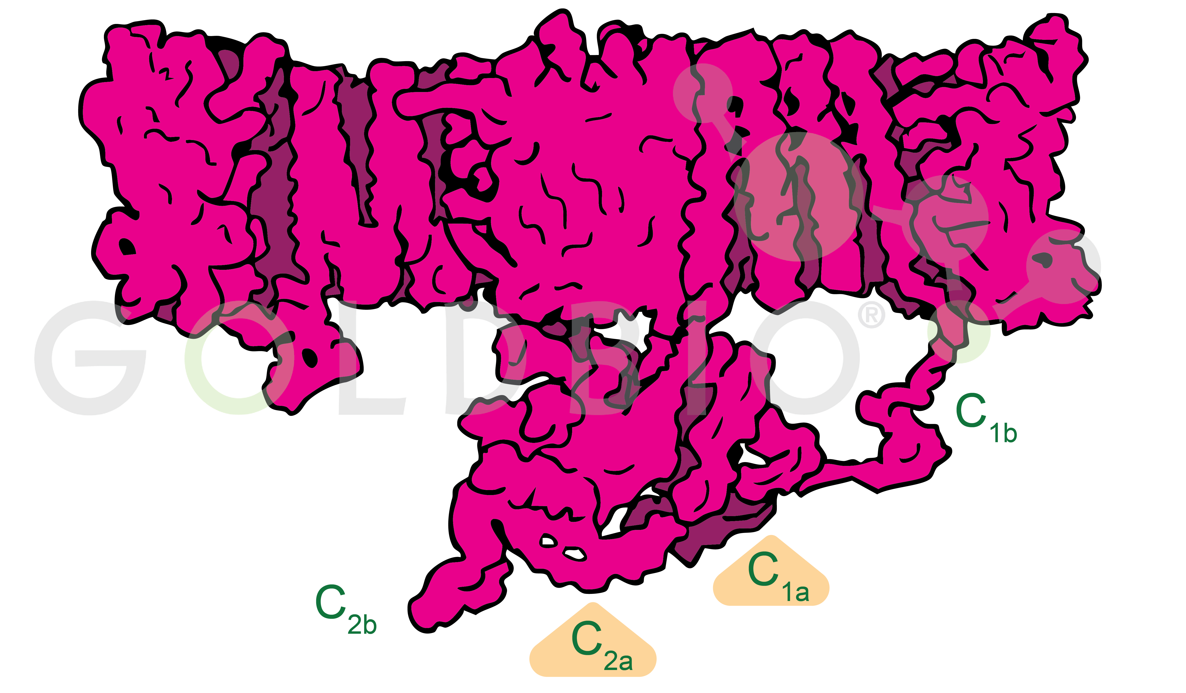 adenyl cyclase with c2a and C1a domains highlighted