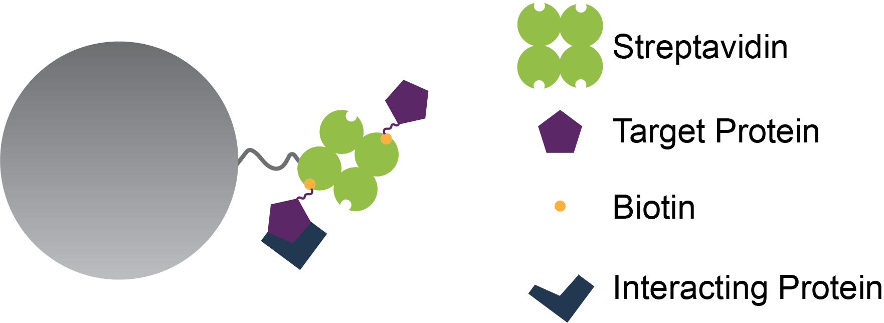 illustration of studying protein interactions using streptavidin beads and biotinylated molecules with a diagram of the molecules.
