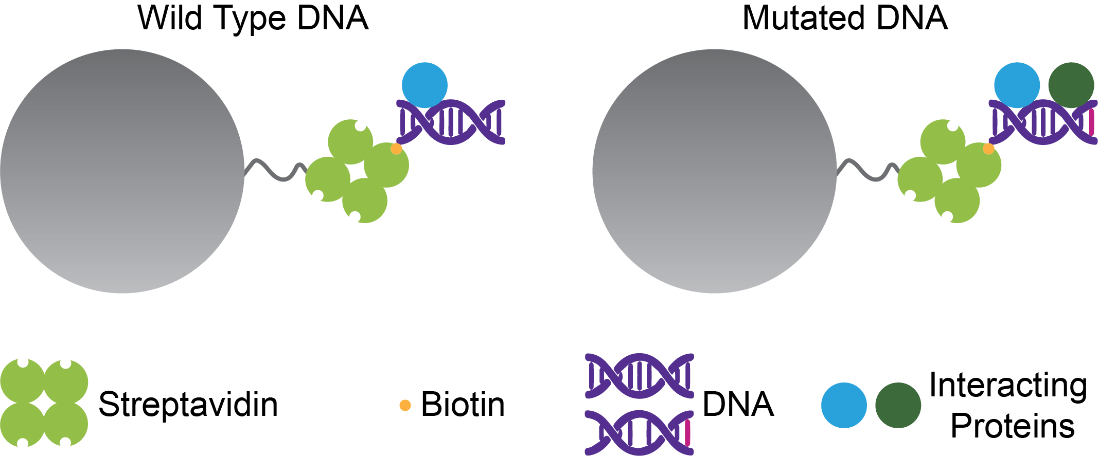 illustration of using biotinylated molecules and streptavidin beads to study dna mutations