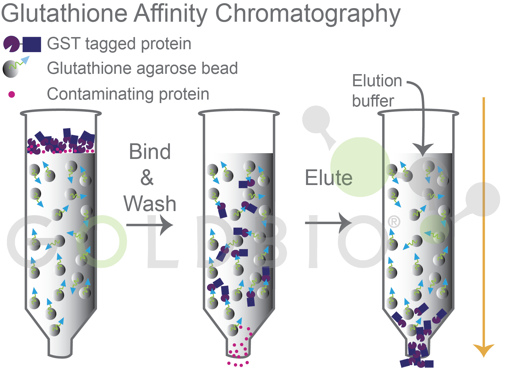 glutathione affinity chromatography illustration