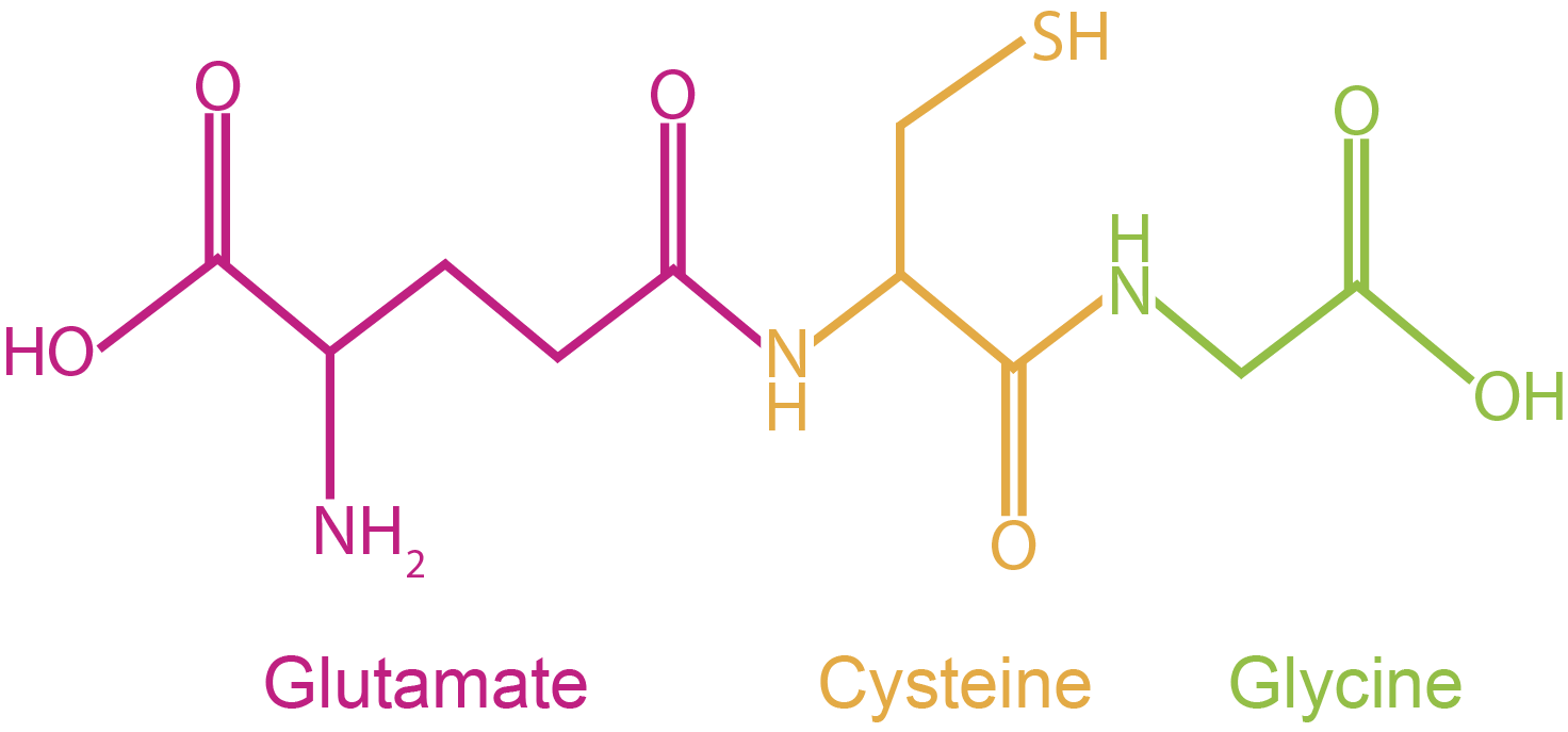 molecular structure of glutathione with peptides color-coded