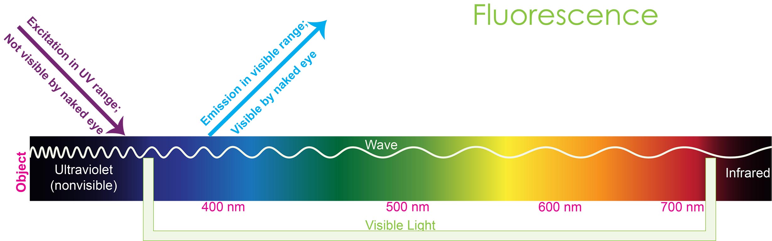 Fluorescence microscopy: A Basic Introduction | GoldBio