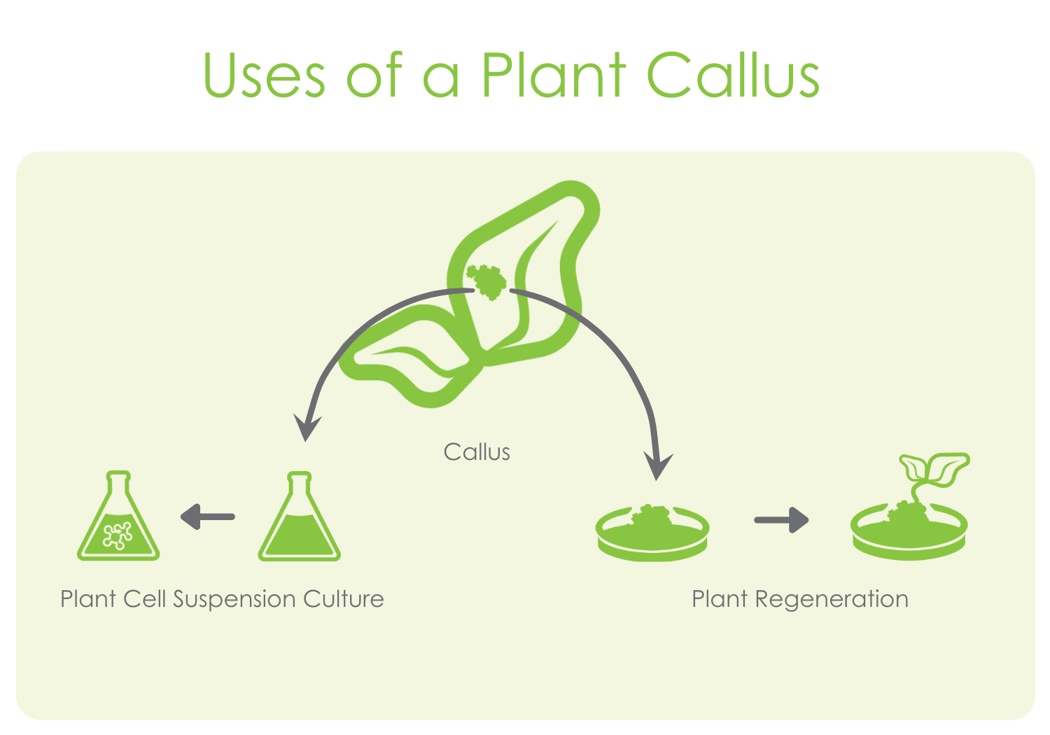 plant tissue culture diagram