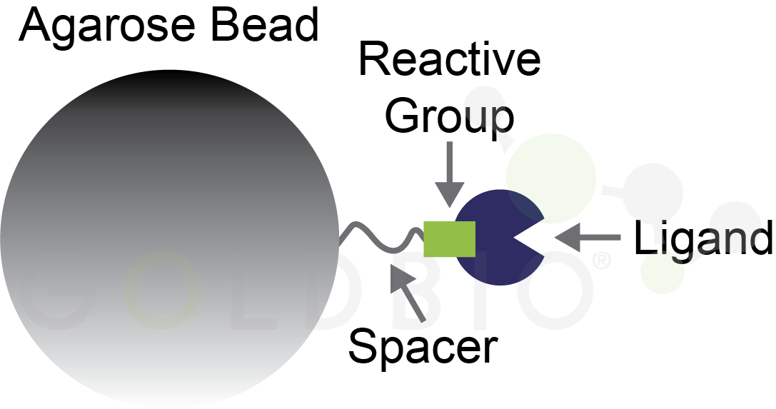 Agarose bead with ligand conjugated