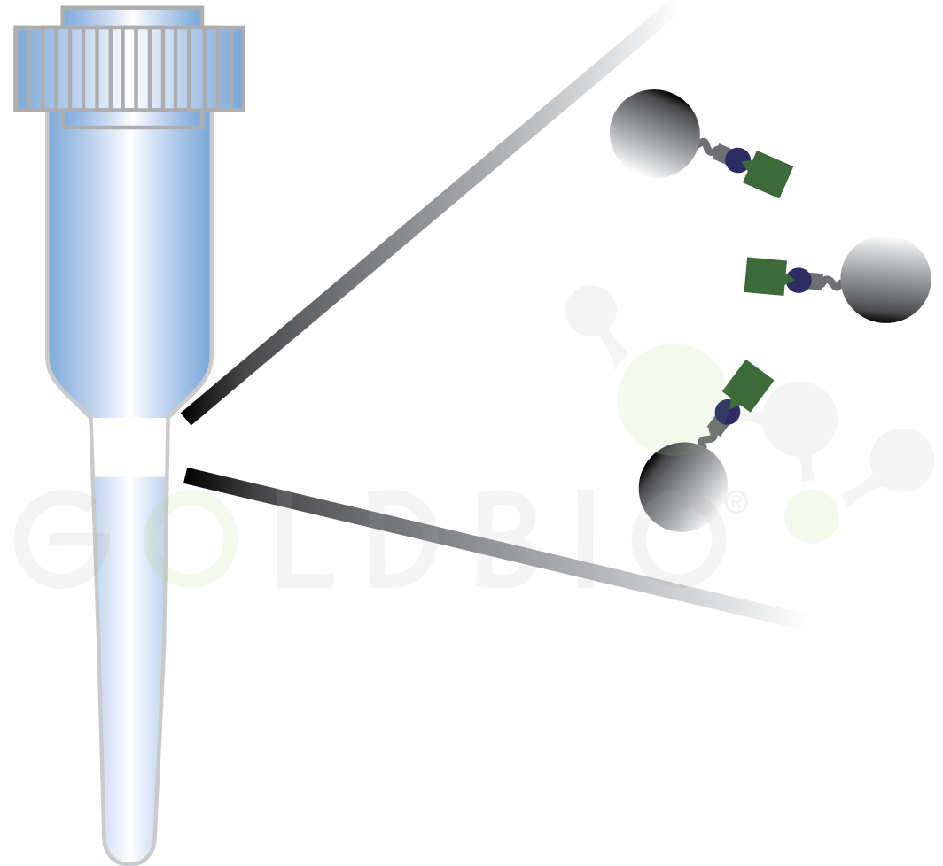 Spin column with agarose beads capturing protein of interest in filter