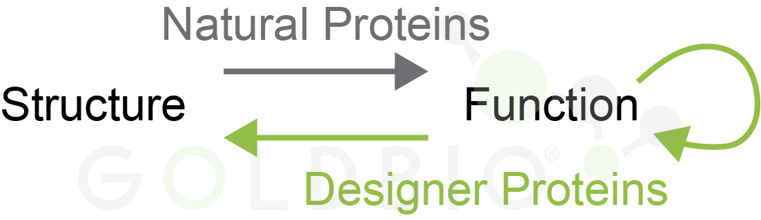 Structure and function protein paradigm