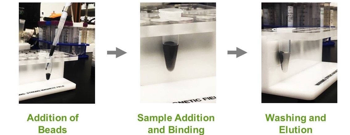 workflow of magnetic bead protein separation- photos