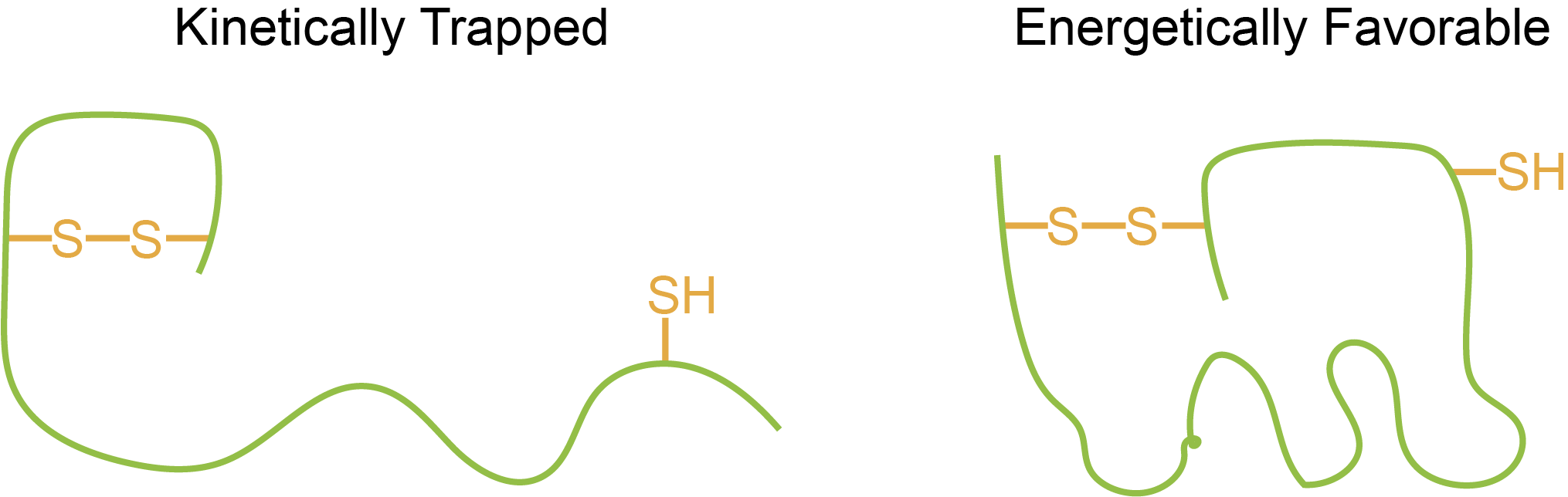 illustration of a kinetically trapped versus energetically favorable protein