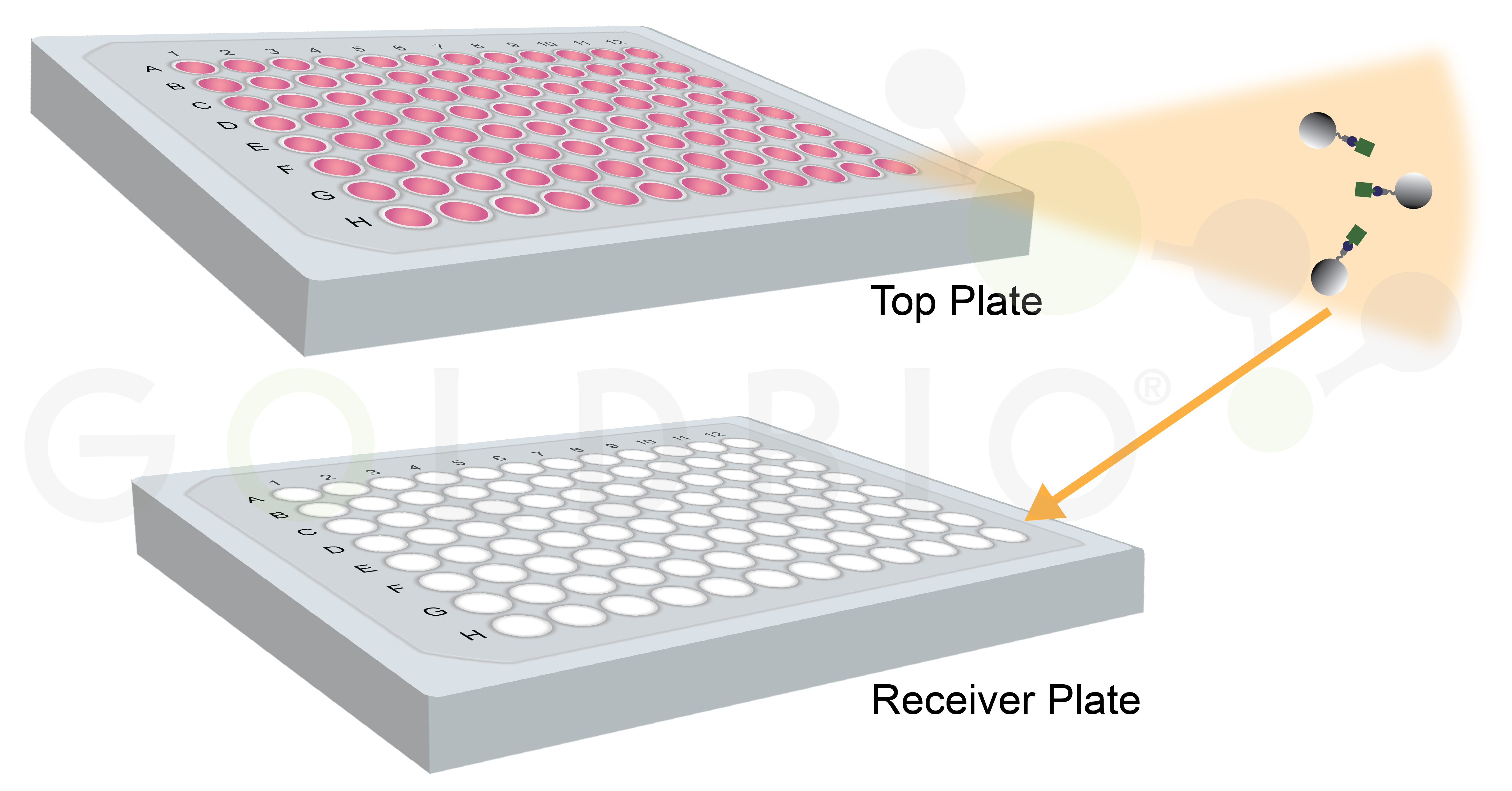 Illustration of plate based protein purification