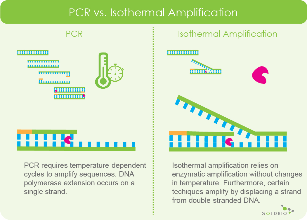 An Introduction to Isothermal Amplification | GoldBio