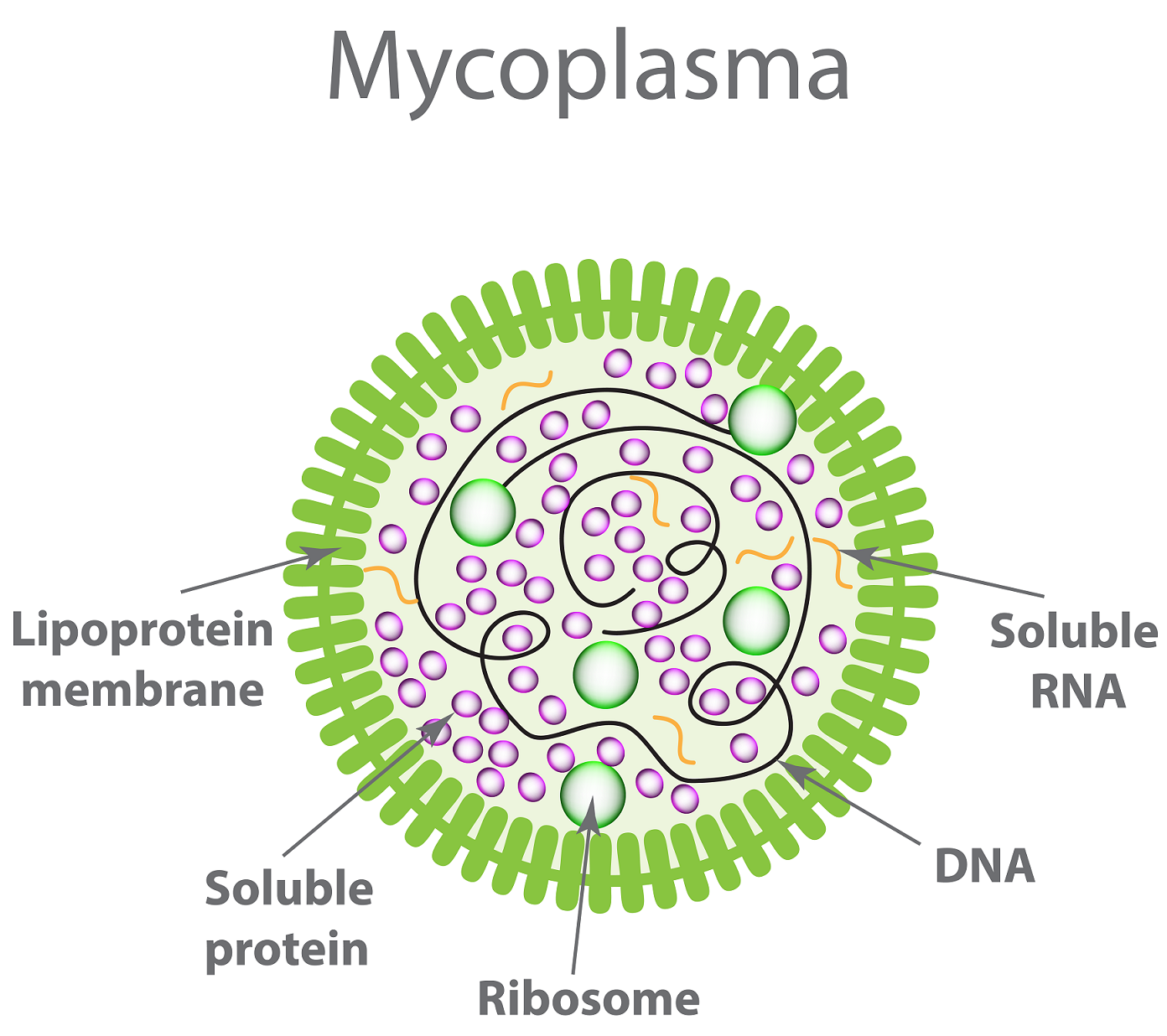 Why Test For Mycoplasma In My Cell Culture Goldbio