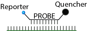 Fluorescent Probe, Taqman Probe