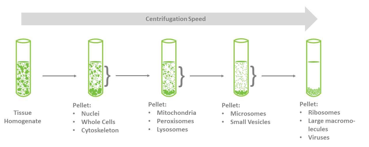 cell lysate preparation for western blot