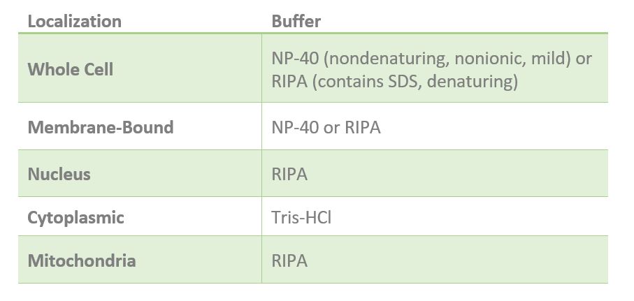 western blot lysis buffer list, recommended lysis buffers for western blot, what are the best lysis buffers for western blot