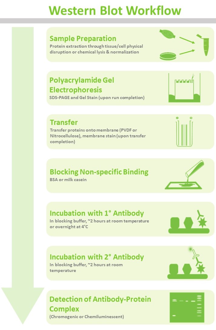 step by step western blot procedure