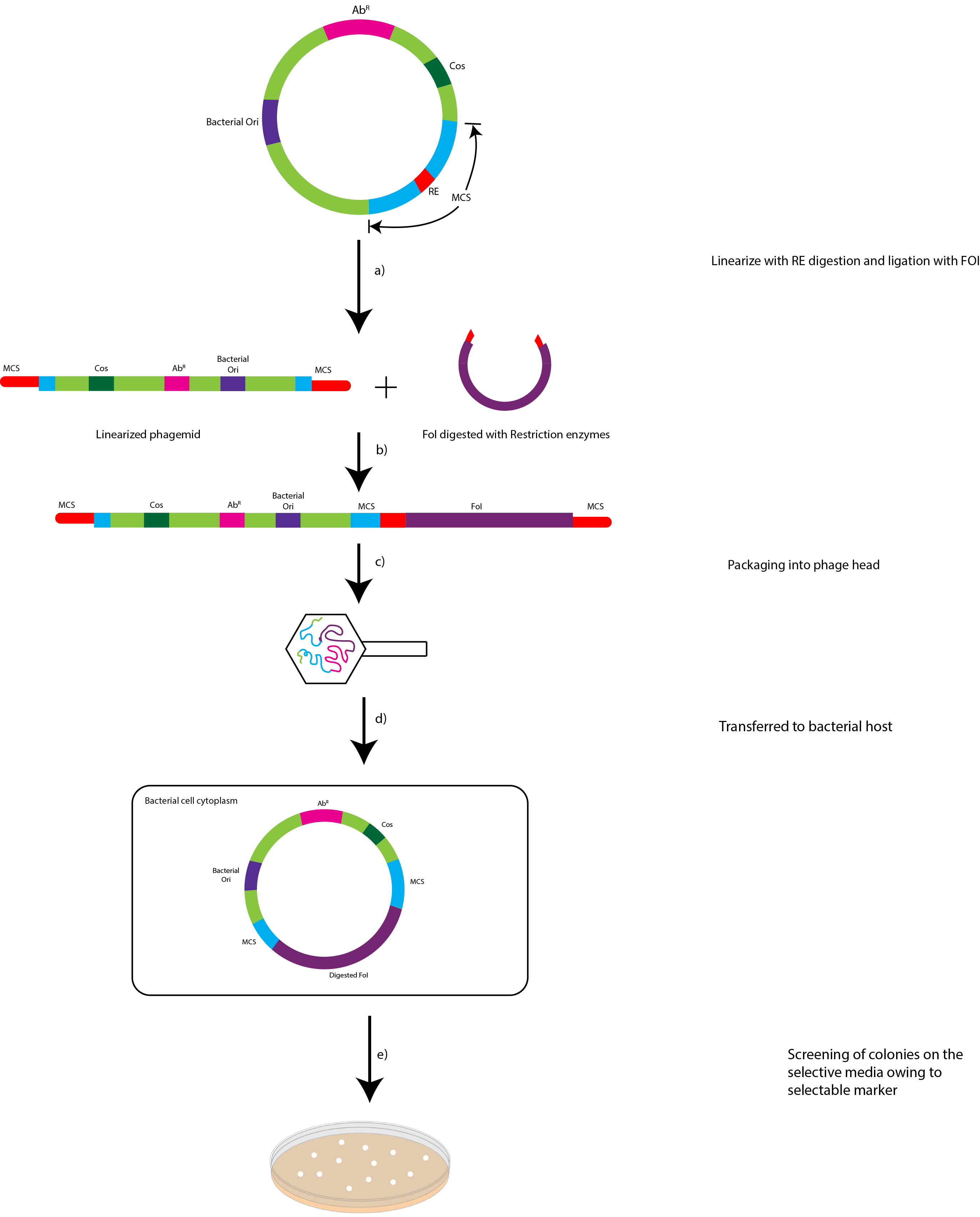 What is SCID cloning