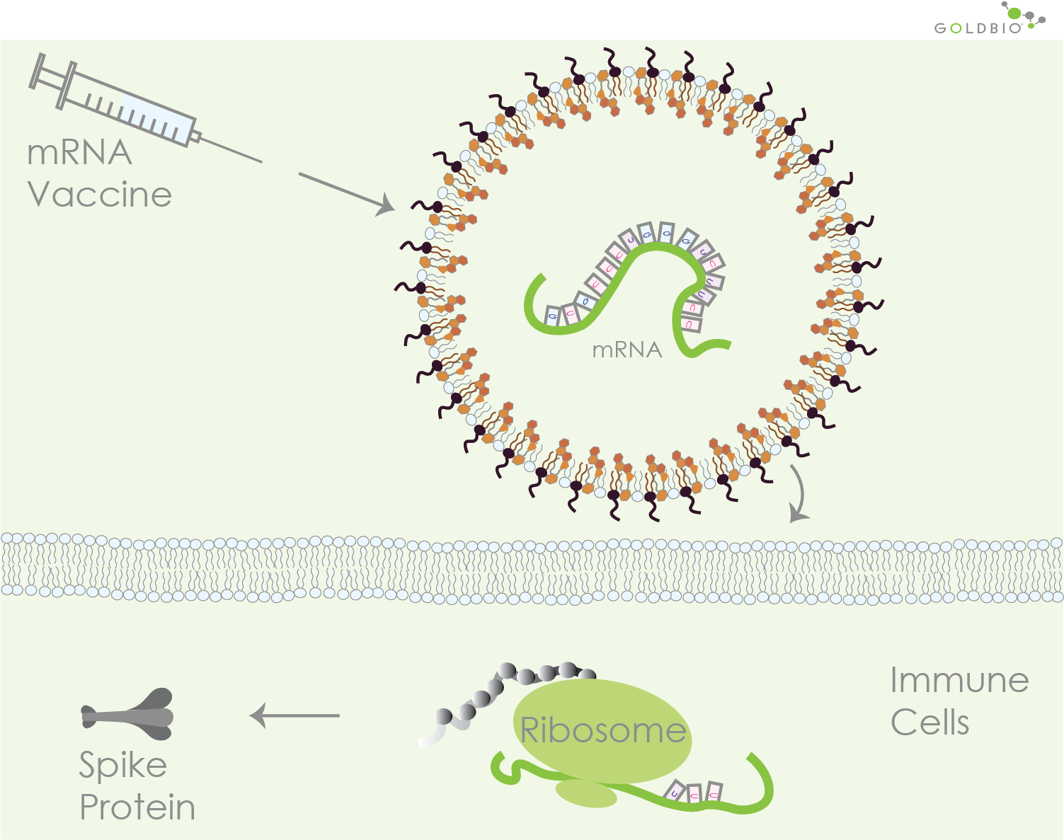 Scientific breakthrough 2020, mRNA vaccines