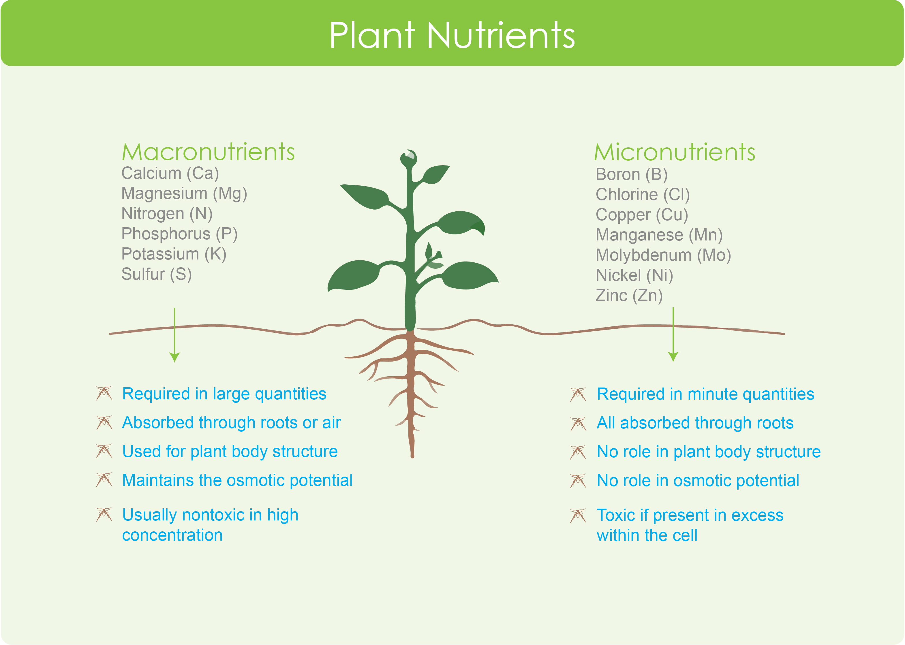 Looking for the plant. Macronutrients for Plants. The role of potassium in Plant Life. Potassium transport in Plant Tissue. Growth Medium for Plant Tissue.