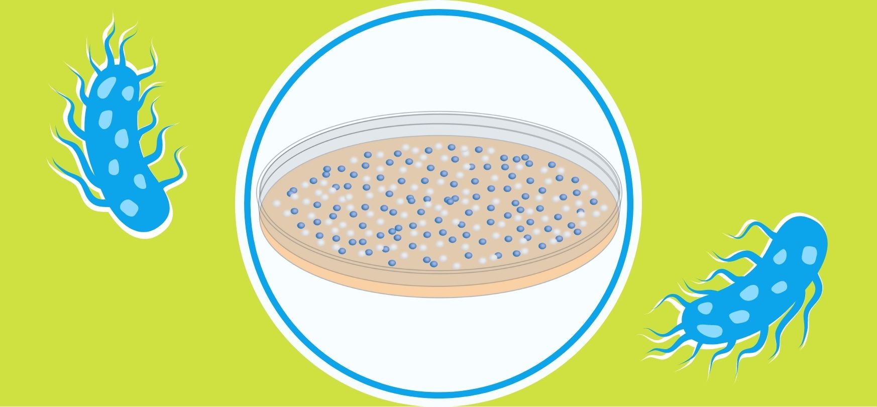 Cloning In E Coli : Addgene: Protocol – BKYJL